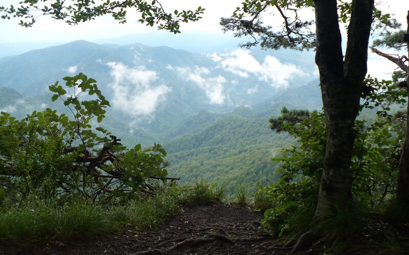Mountain view through forest