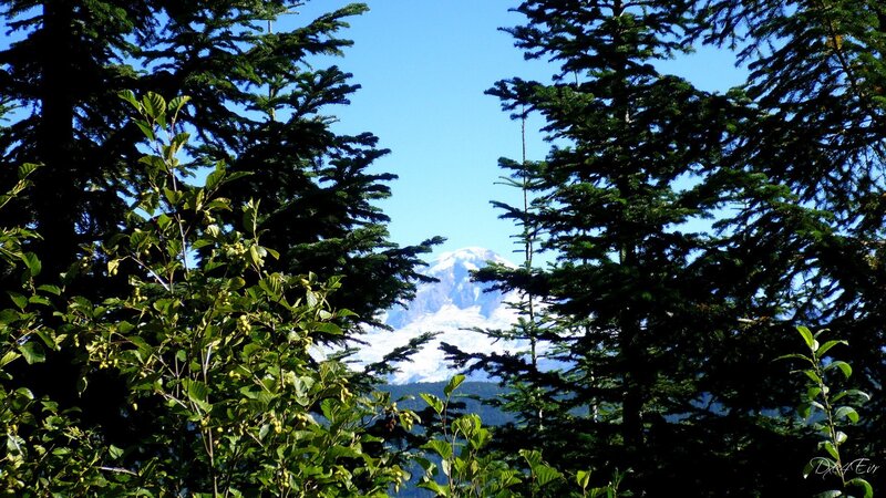 Mountain view through forest trees