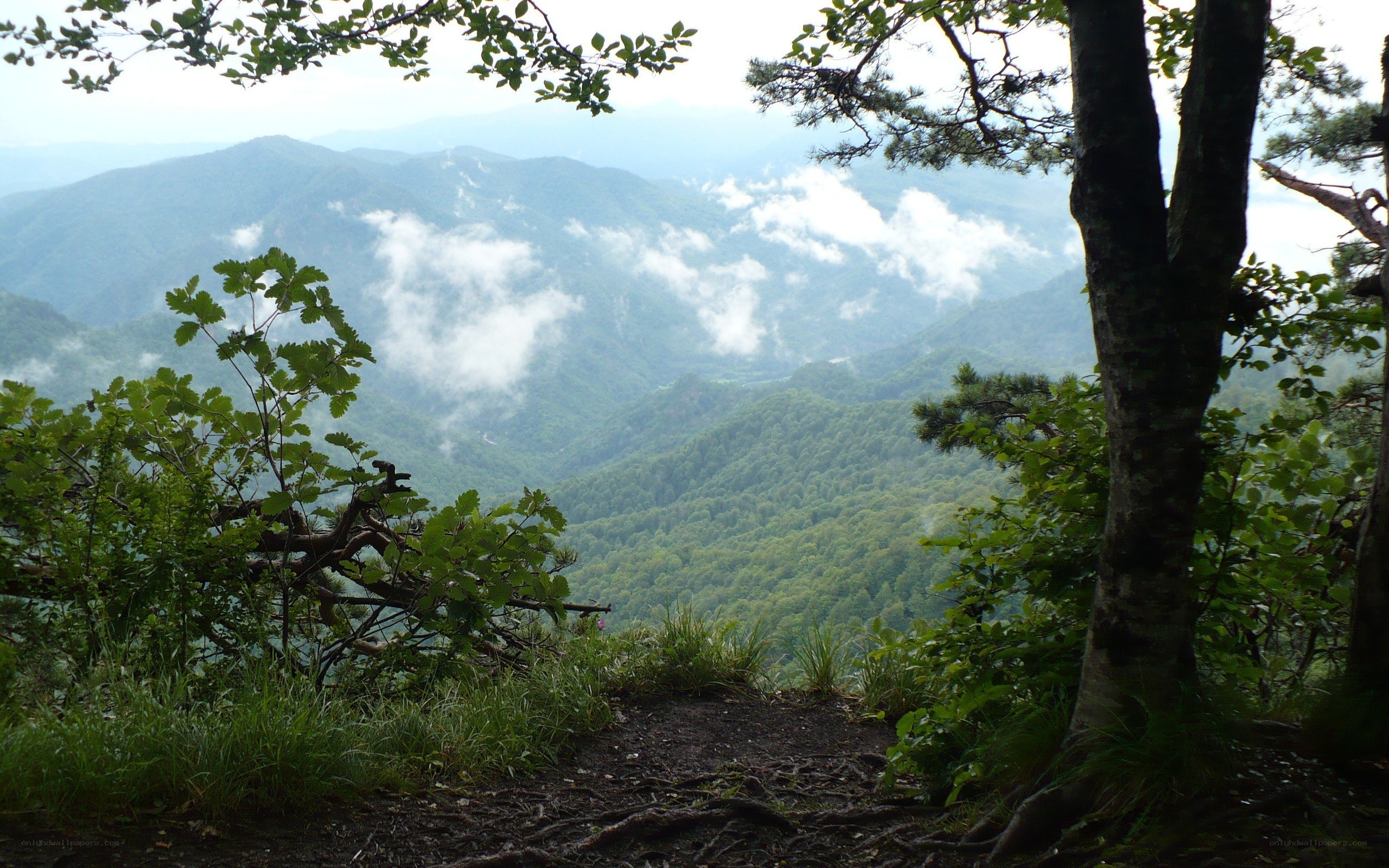Mountain view through forest