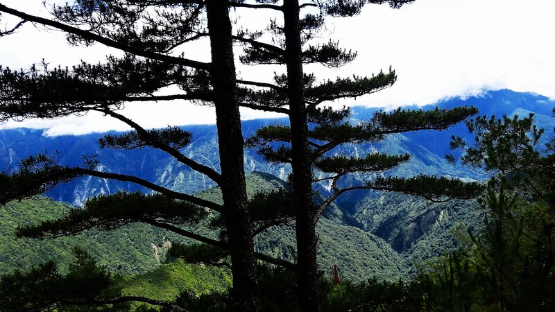 Mountain view through pine trees