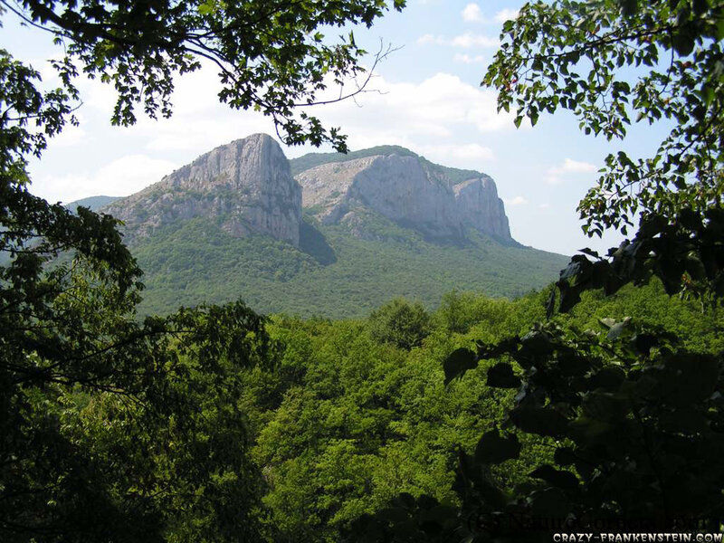 Mountain view through trees