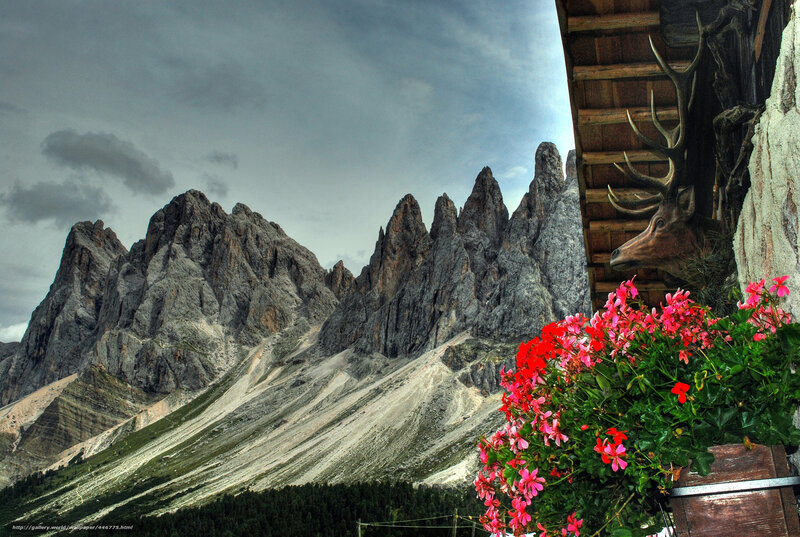 Mountain view with flowers