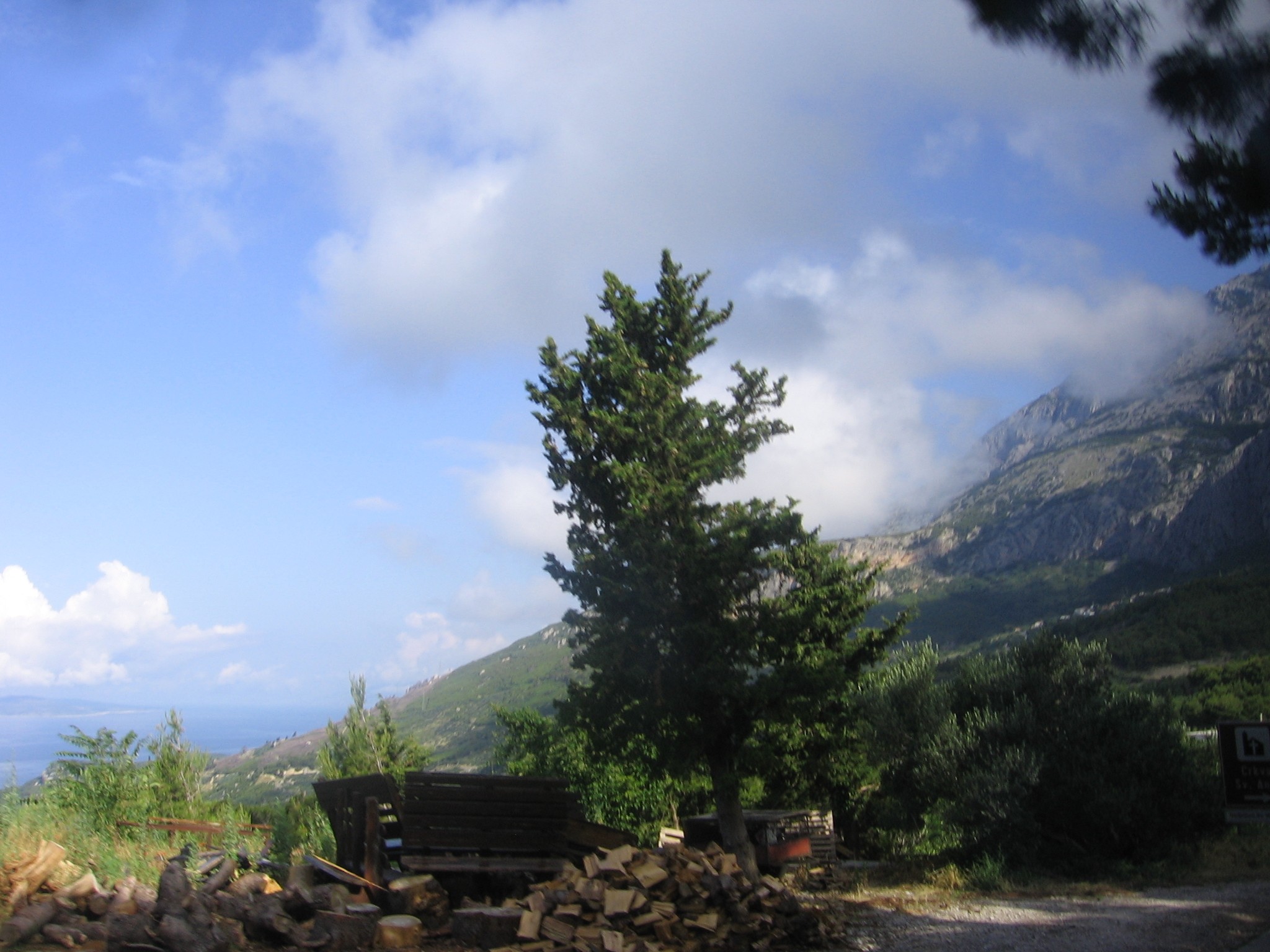 Mountain view with trees and logs