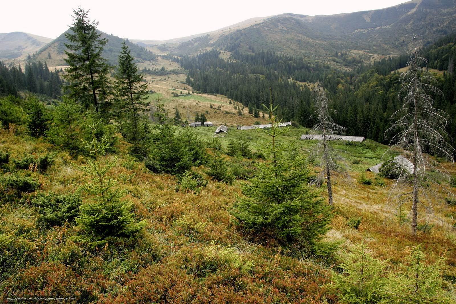 mountain village in forested valley