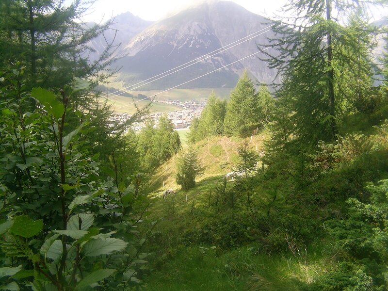 Mountain village view from forest