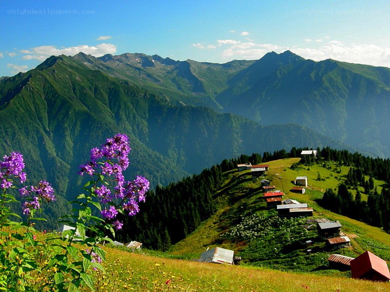 Mountain village with purple flowers