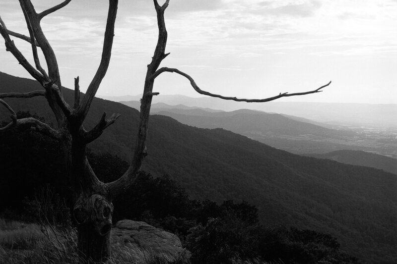 mountain vista with dead tree