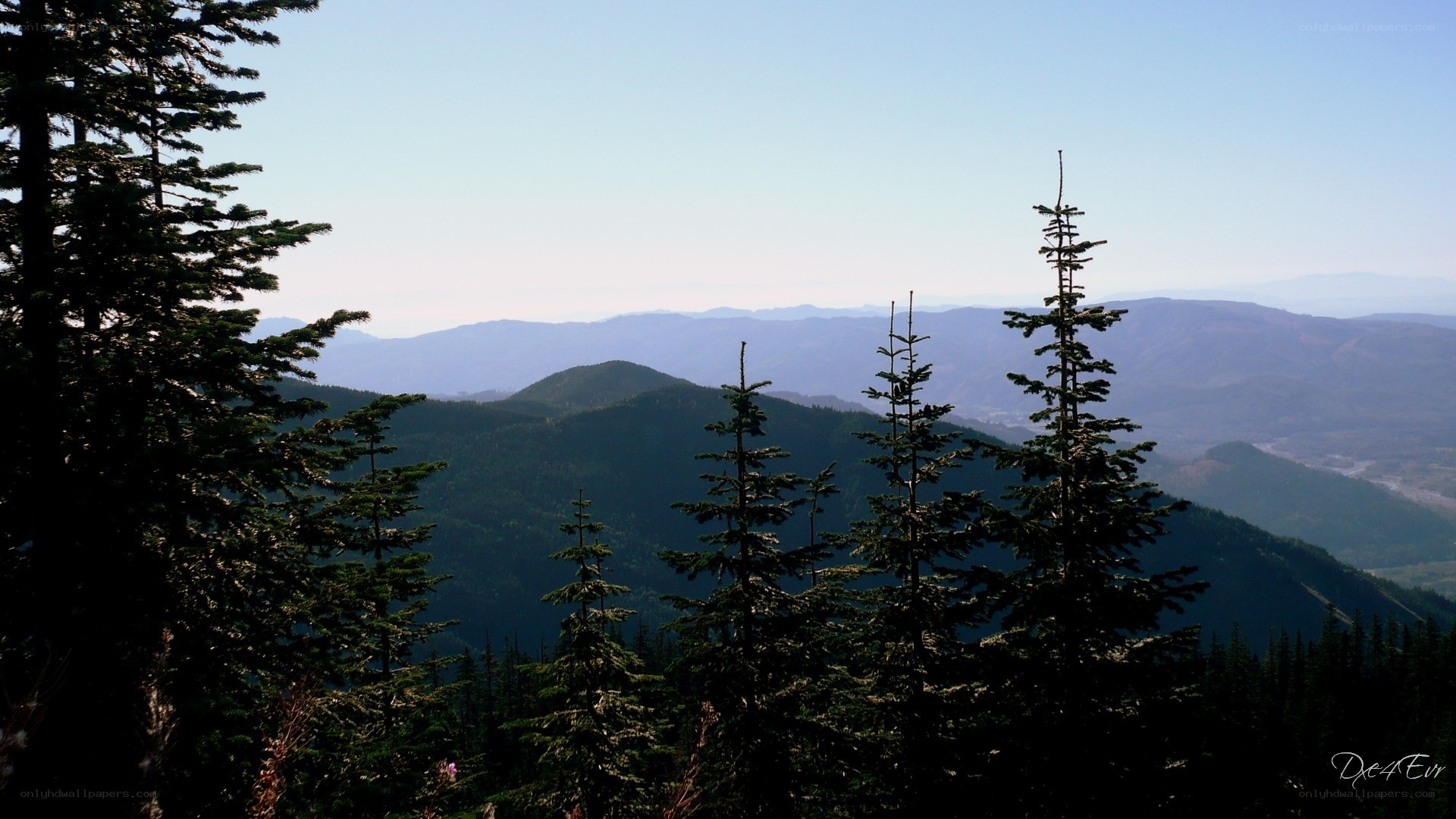 Mountain vista with evergreen trees