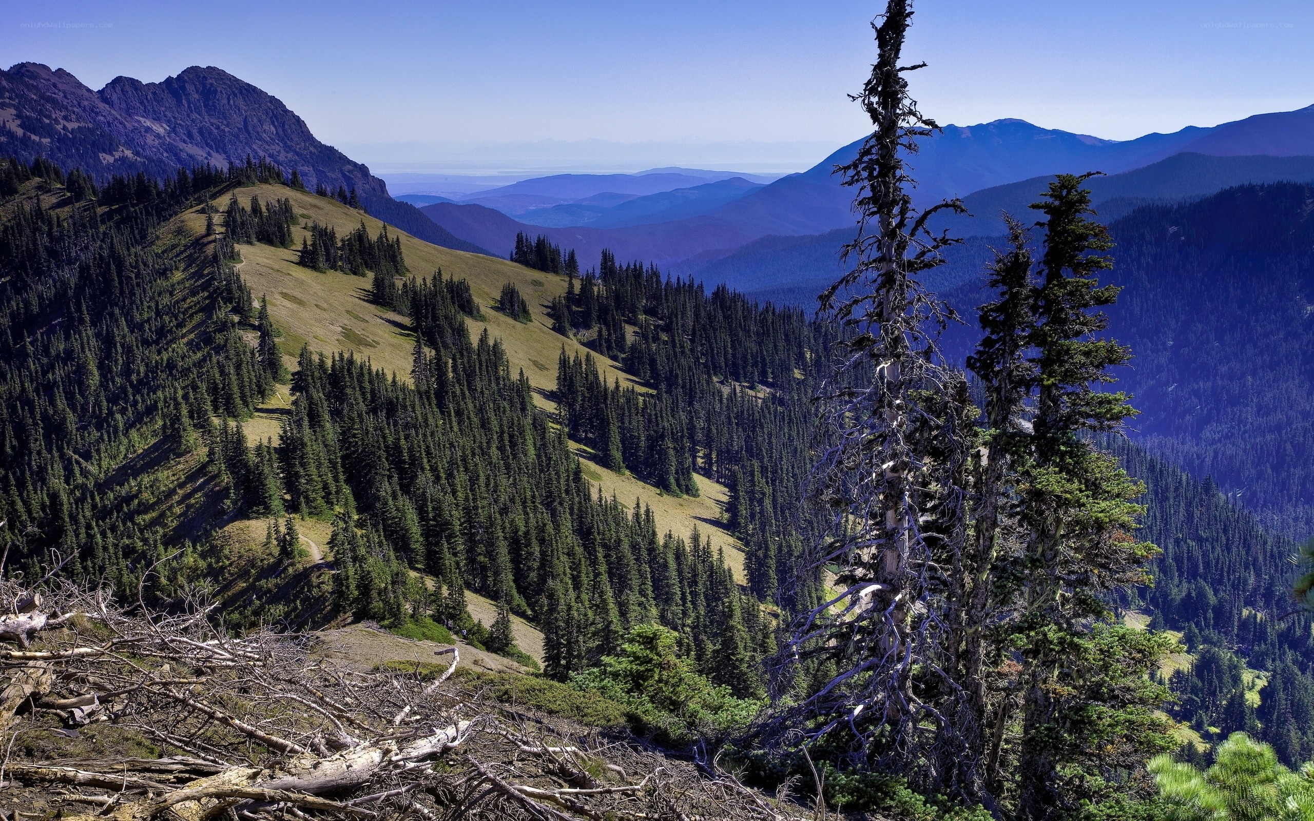 Mountain vista with forested slopes