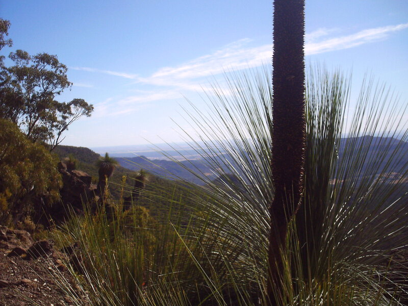 Mountain vista with grass tree