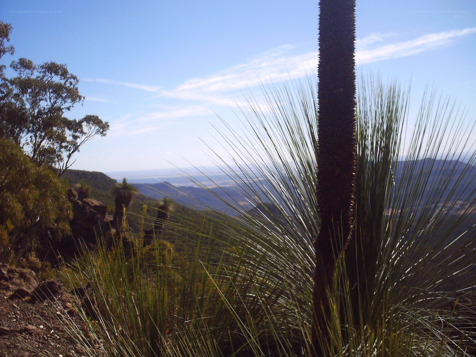 Mountain vista with grass tree