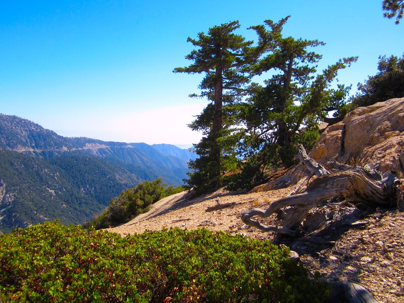 Mountain Vista with Trees