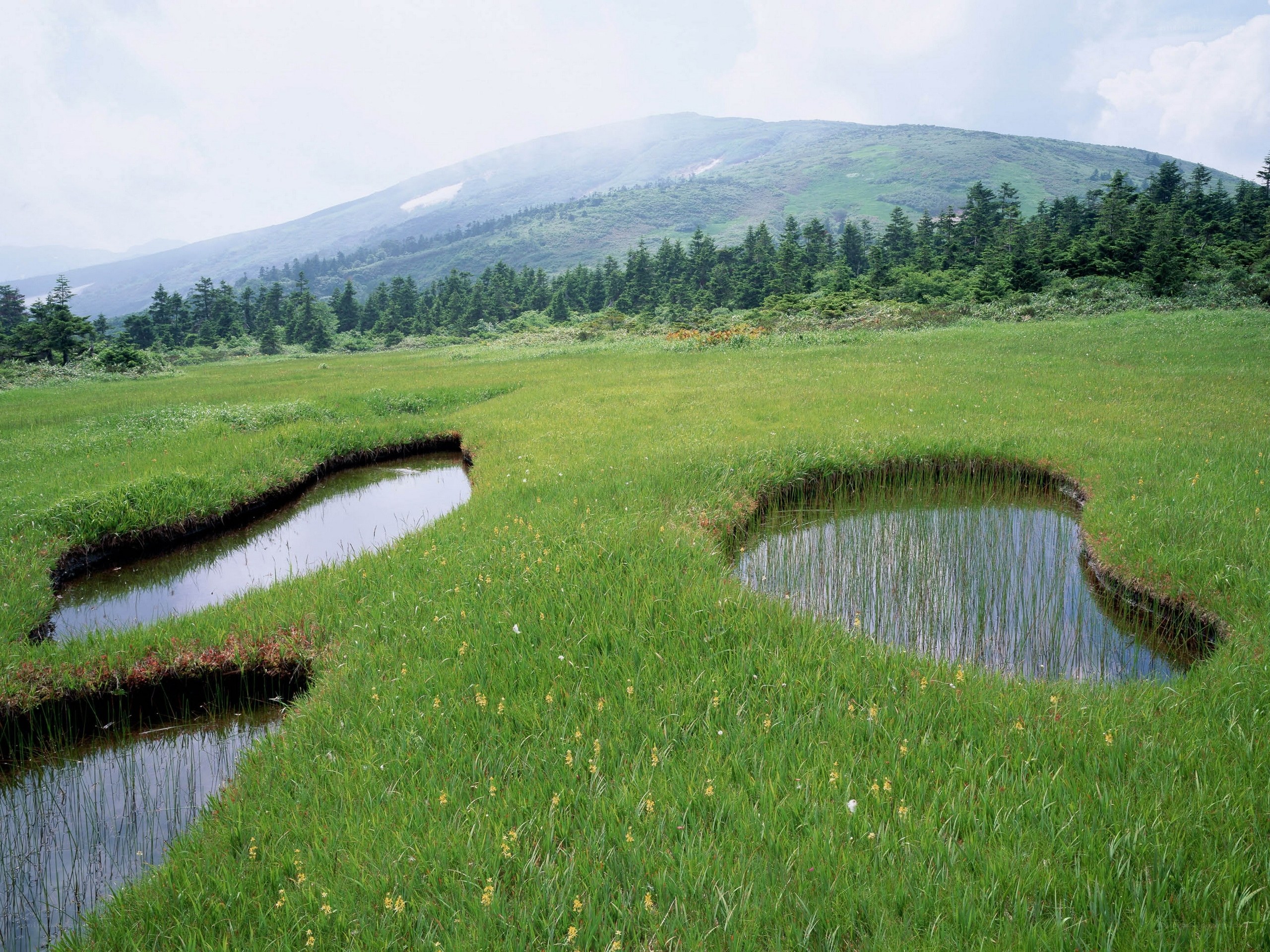 Mountain wetland with ponds