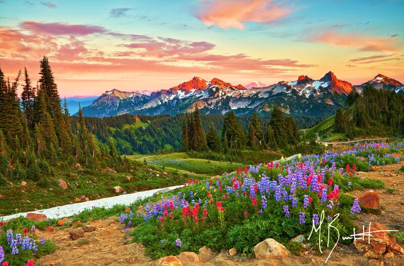 Mountain Wildflowers at Sunset