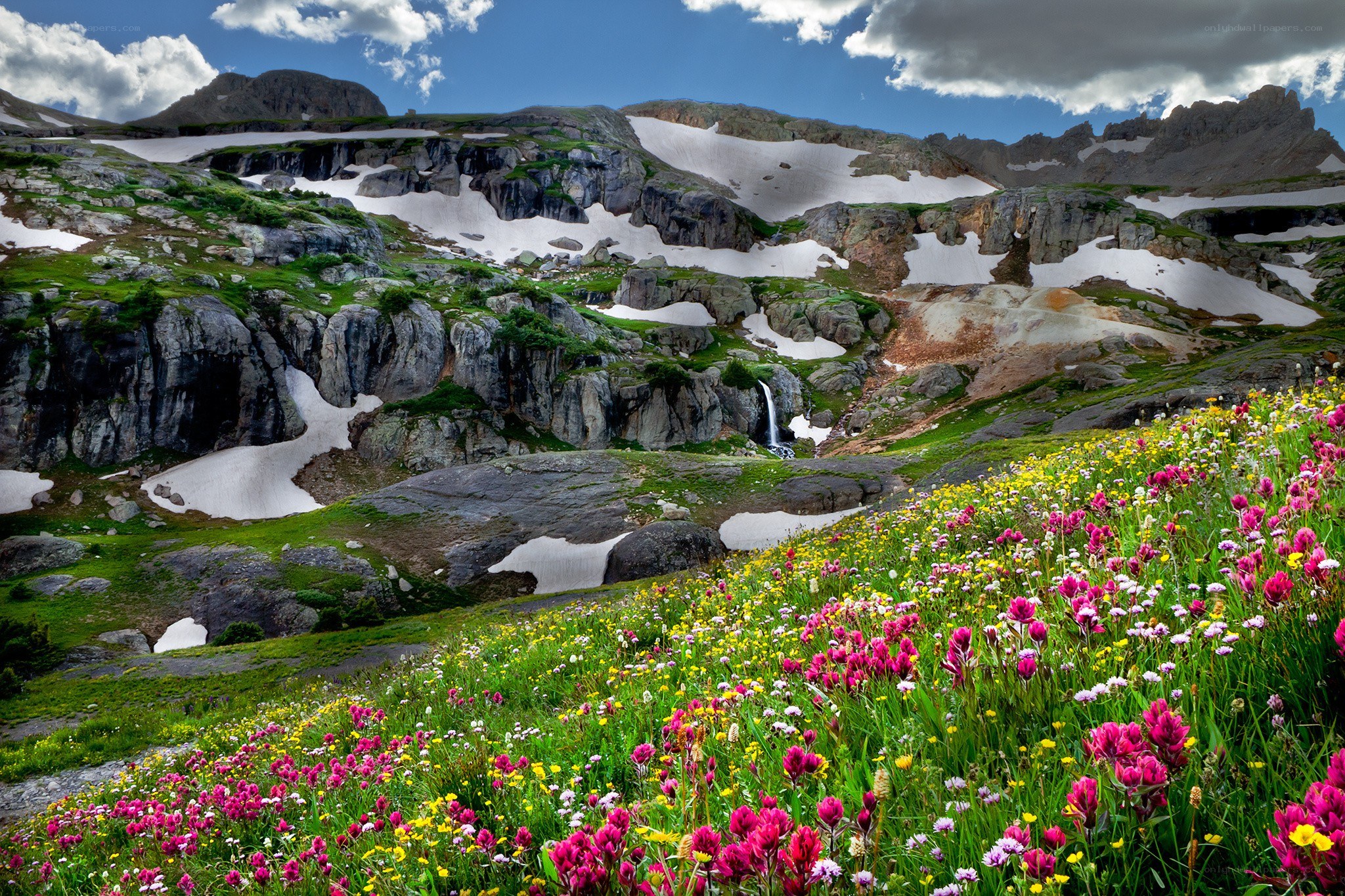 Mountain wildflowers in spring