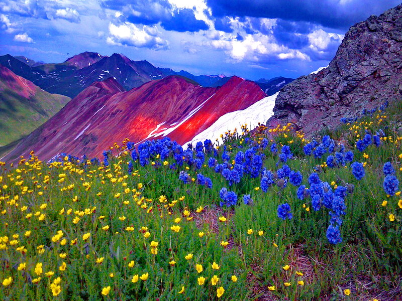 Mountain Wildflowers