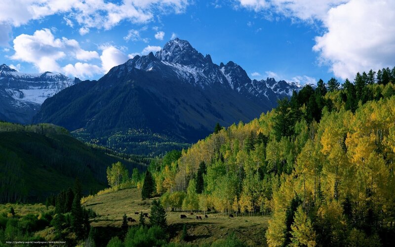 Mountain with Autumn Trees — Blue, Serene, Photograph, Cows