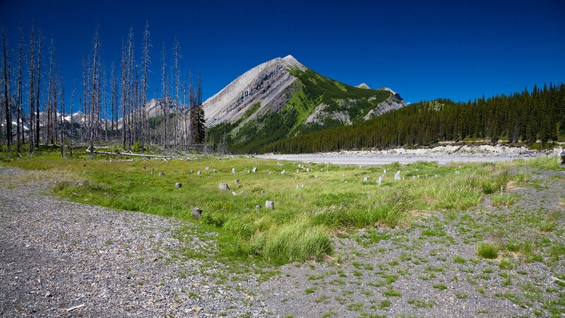Mountain with Dead Trees — Blue, Serene