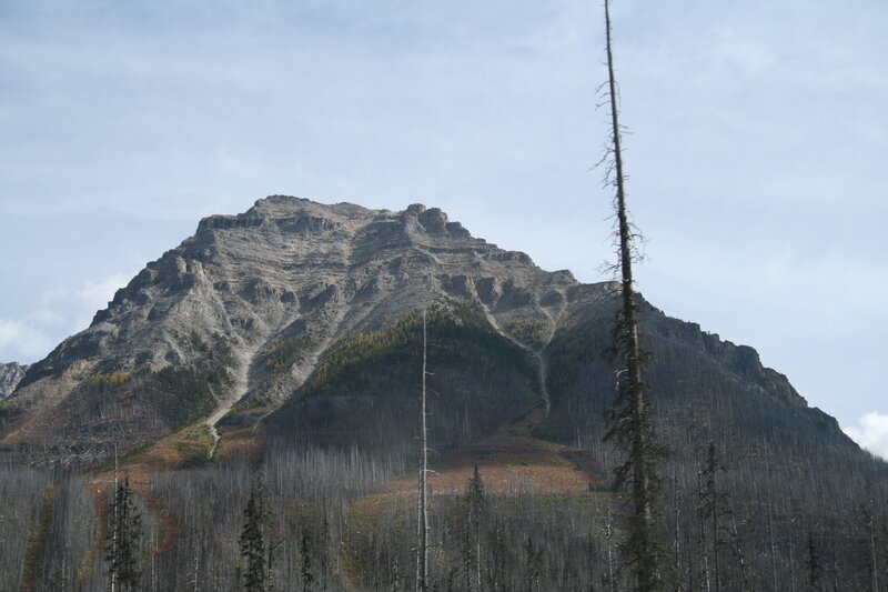 Mountain with Dead Trees — Gray
