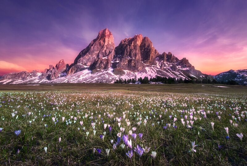 Mountain with Flowers — Purple