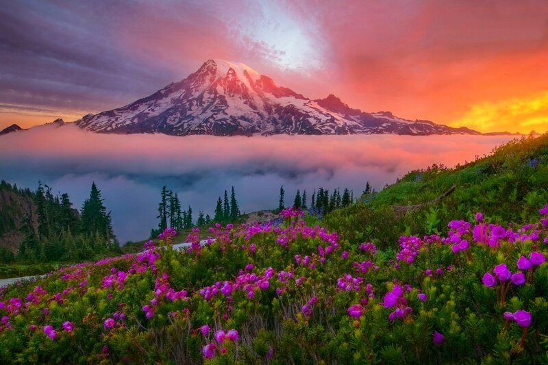 Mountain with Flowers