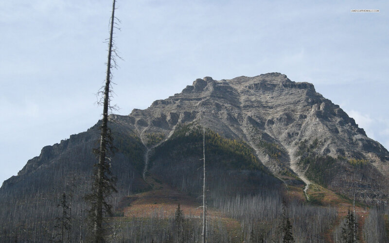 Mountain with Forest — Gray
