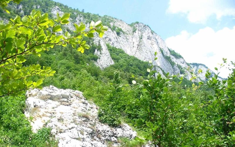 Mountain with Green Foliage — Serene