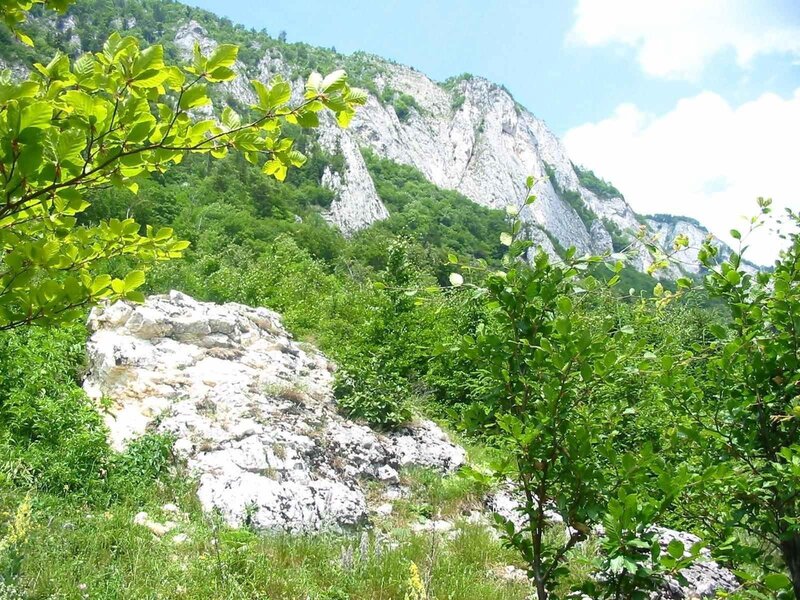 Mountain with Green Foliage