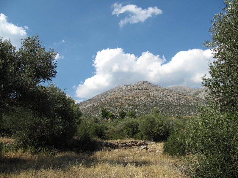 Mountain with Olive Trees