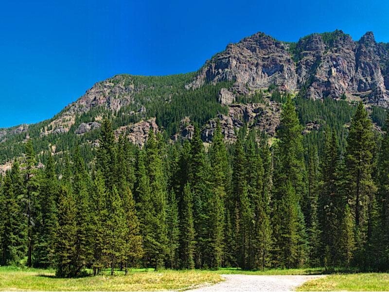 Mountain with Pine Forest