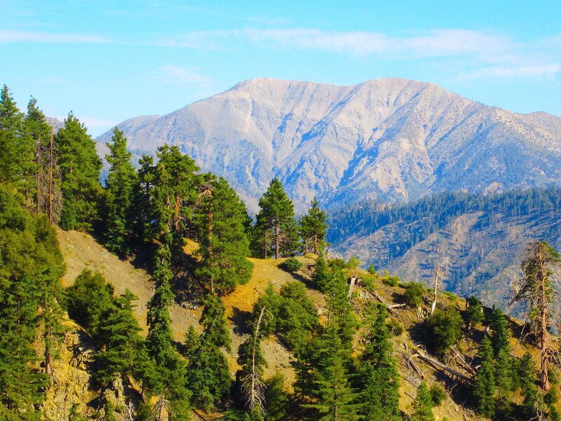Mountain with Pine Trees