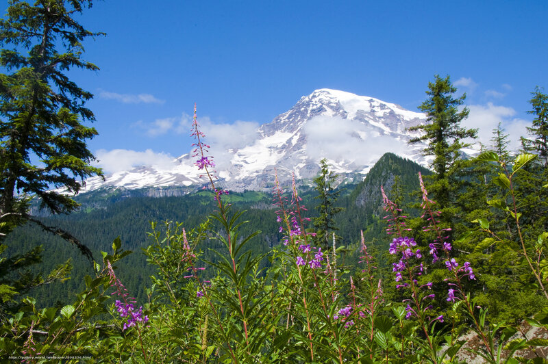 Mountain with Purple Flowers