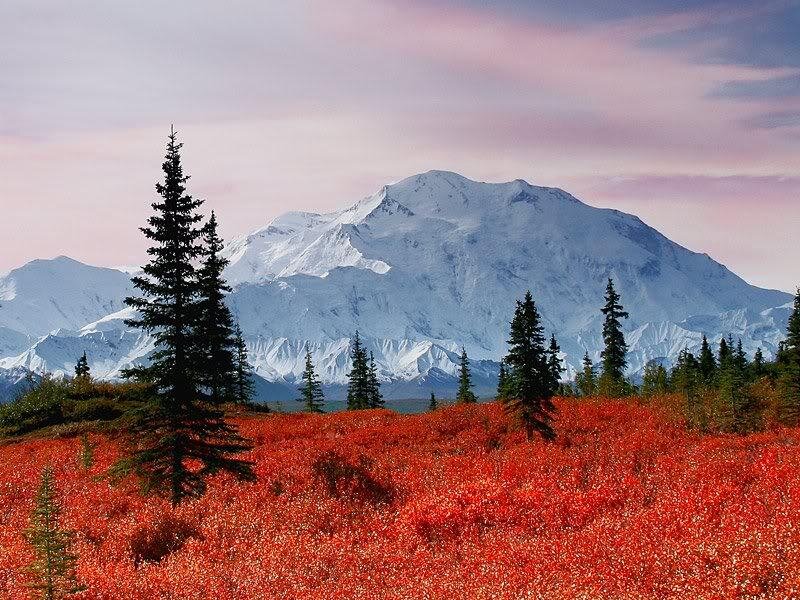 Mountain with Red Shrubs