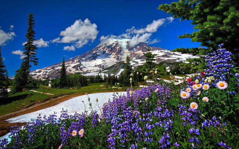 Mountain with Snow and Flowers — Blue, Serene, Summer, Photograph, Trees