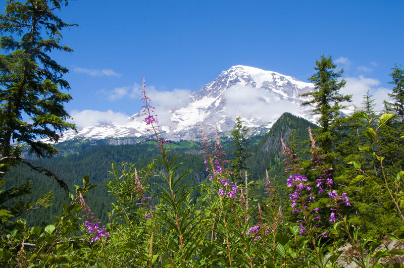 Mountain with Snow and Flowers — Blue, Serene, Summer