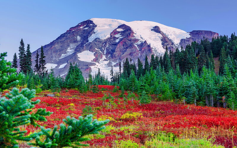 Mountain with Snow and Forest — Red