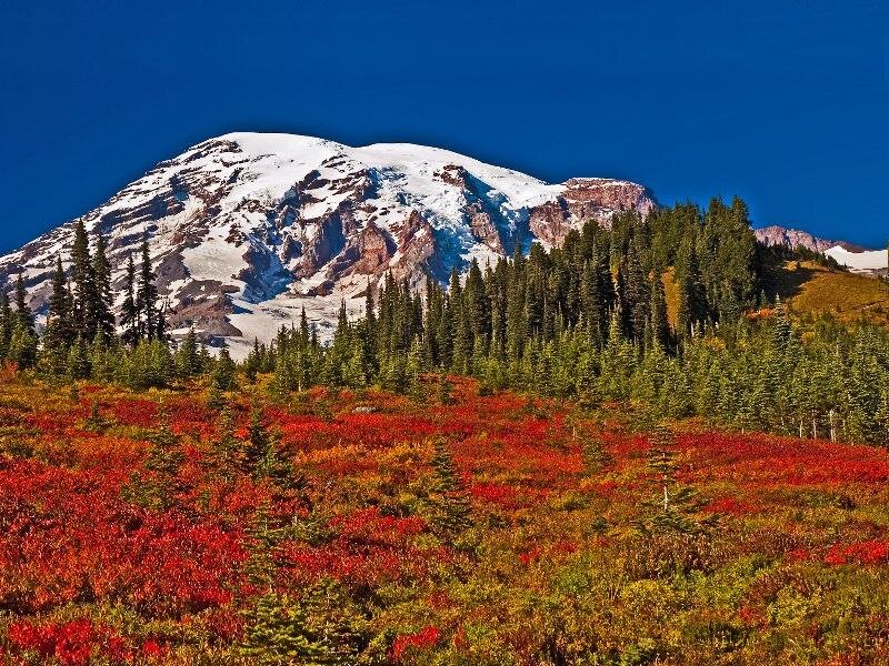 Mountain with Snow and Forest