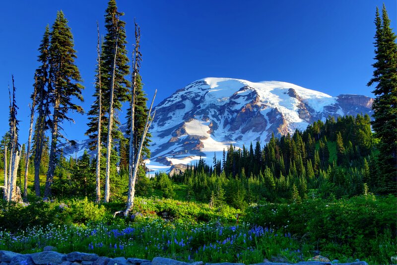 Mountain with Snow Cap — Blue, Serene, Morning, Photograph, Trees, Flowers