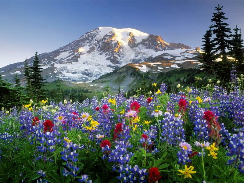 Mountain with Wildflowers — Blue, Serene, Morning