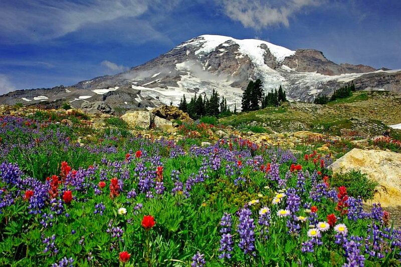 Mountain with Wildflowers — Blue, Serene, Summer, Photograph, Snow-capped Peak