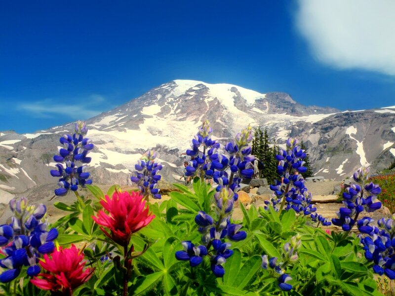 Mountain with Wildflowers — Blue, Serene, Summer, Photograph, Snow, Sky