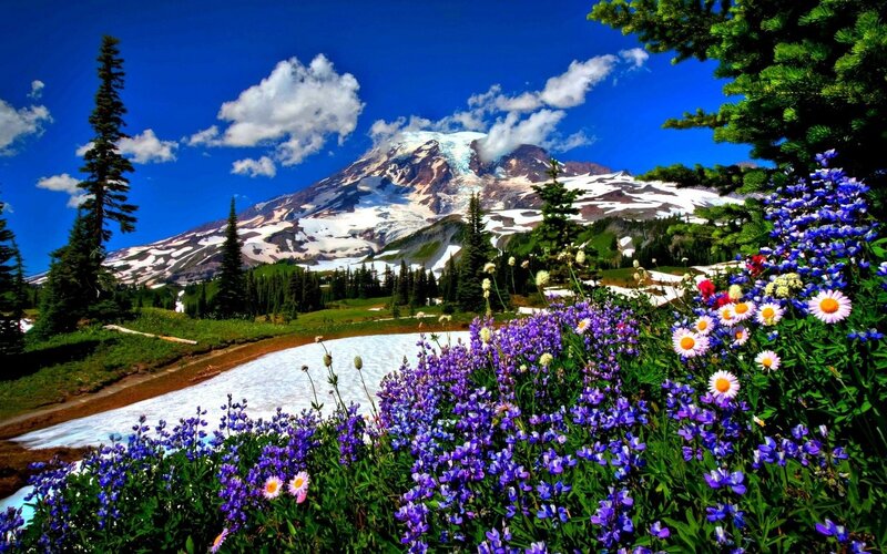 Mountain with Wildflowers — Blue, Serene, Summer, Photograph, Snow, Trees, Clouds, Green