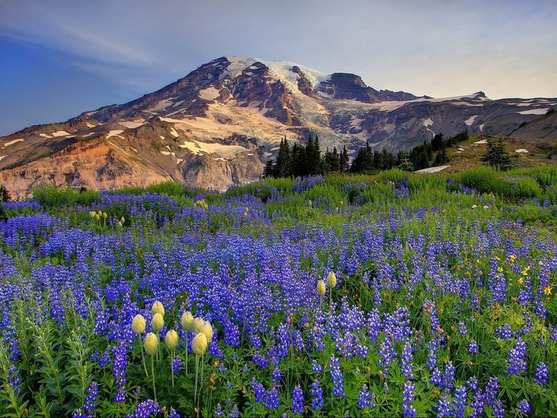 Mountain with Wildflowers — Blue, Serene, Summer, Photograph, Snow, Trees, Green