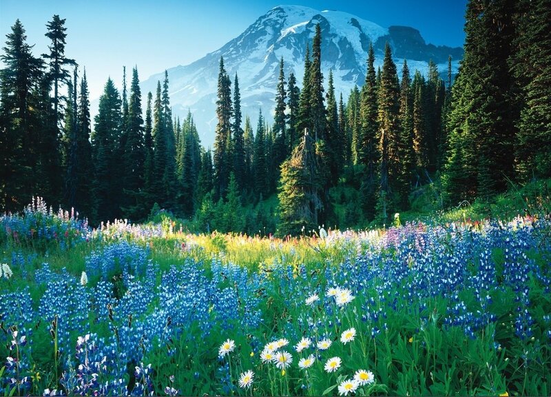Mountain with Wildflowers — Blue, Serene, Summer, Photograph