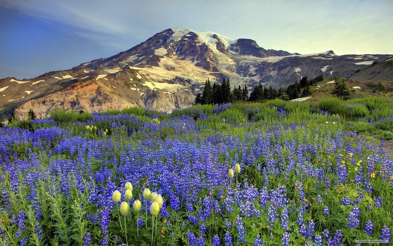 Mountain with Wildflowers — Blue, Serene, Summer, Photograph, Trees, Snow, Green