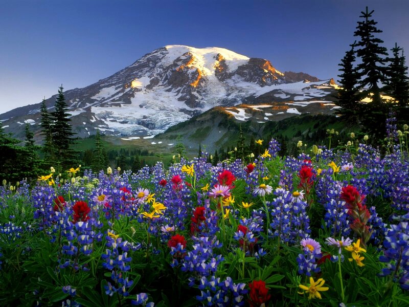 Mountain with Wildflowers — Blue, Serene