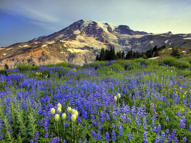 Mountain with Wildflowers — Blue