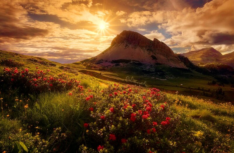 Mountain with Wildflowers — Green, Dramatic, Sunset, Photograph