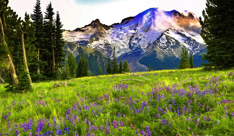 Mountain with Wildflowers — Green, Serene, Afternoon