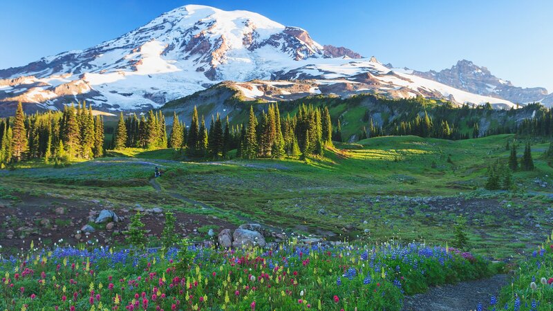 Mountain with Wildflowers — Green, Serene, Morning, Photograph, Forest